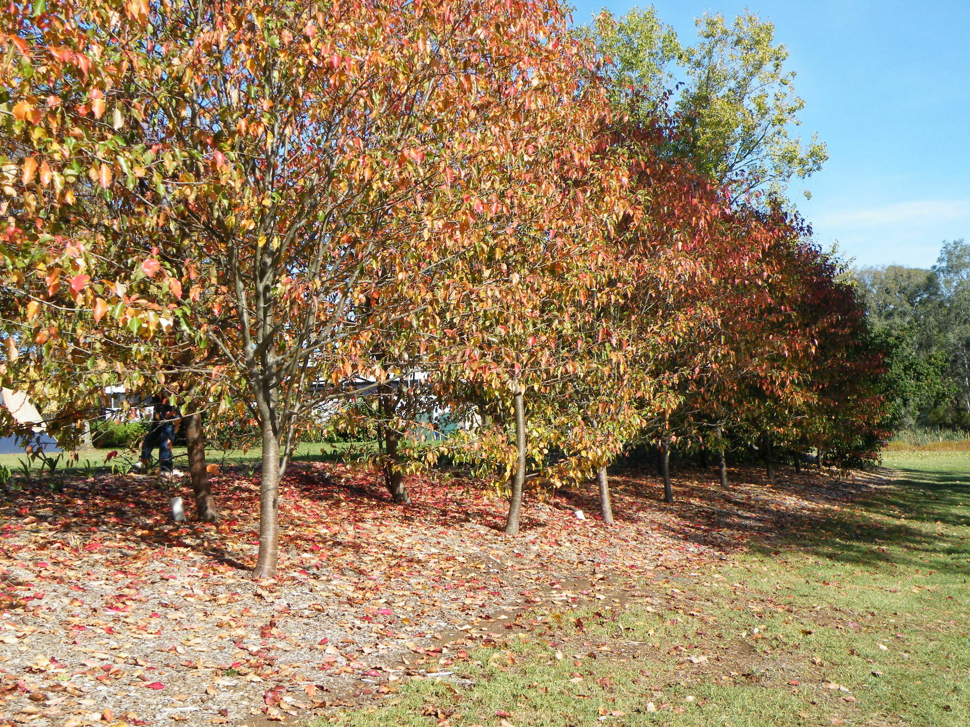 Lake Hamilton Motor Village And Caravan Park מראה חיצוני תמונה
